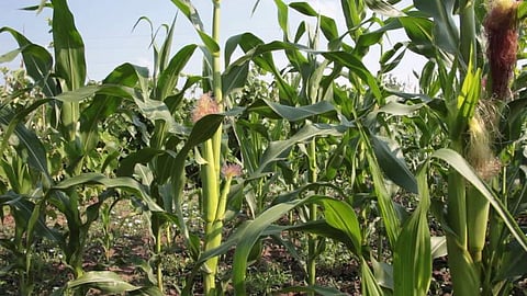 மக்காச்சோளம், கரும்புப் பயிரைத் தாக்கும் படைப்புழுக்களைக் கட்டுப்படுத்தும் முறைகள்