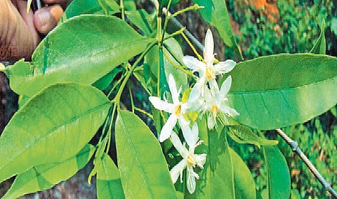 மரங்களின் வரங்கள்!