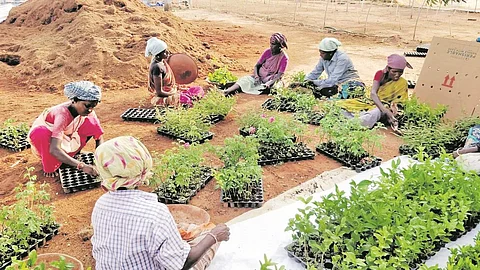 தோட்டக்கலை: மூலிகைச் செடி வளர்ப்பு