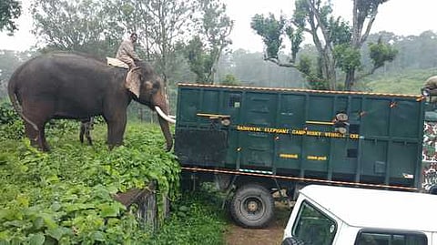 காட்டு யானை