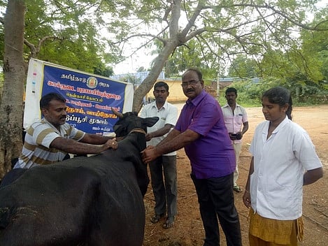 சிவநாடானூரில் கால்நடை மருத்துவ முகாம்