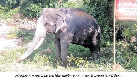 காட்டு யானையைப் பிடிக்க வனத்துறையினர் தொடர்முயற்சி