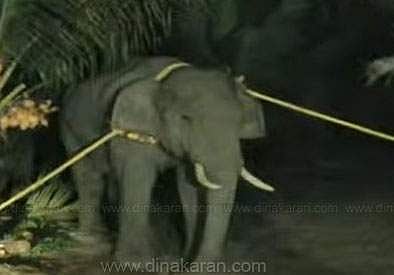 காட்டு யானை அரிசி ராஜா பிடிப்பட்டது