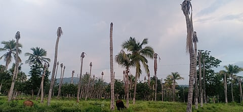 ஏரியூா் பகுதியில் வறட்சியின் காரணமாக காய்ந்துள்ள தென்னை மரங்கள்.