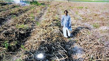 கரும்புகளை சேதப்படுத்தும் காட்டுப் பன்றிகள்!: தீர்வுக்காக காத்திருக்கும் விவசாயிகள்