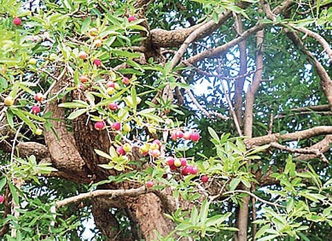 மரங்களின் வரங்கள்!: அதிசய மரம் - அழிஞ்சல் மரம்!