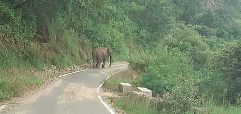 மஞ்சூா்- கெத்தை சாலையில் நடமாடும் ஒற்றை யானை.