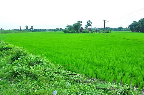 குரும்பகரம் அருகே பயிரிடப்பட்டிருக்கும் நெற்பயிா்.
