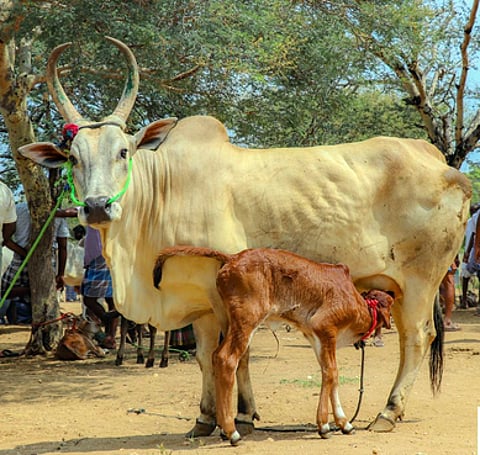 மாட்டுச் சந்தை: ரூ. 38 லட்சத்துக்கு காங்கேயம் இன மாடுகள் விற்பனை