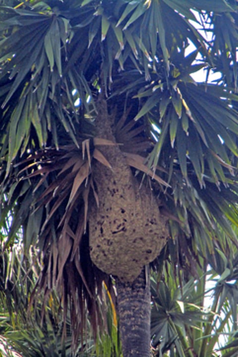 பனை மரத்தில் கூடு கட்டியுள்ள விஷ வண்டுகள்.