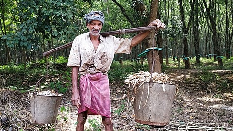 ரப்பா் தோட்டத்தில் ரப்பா் ஒட்டுப்பால் சுமந்து வரும் தொழிலாளி.