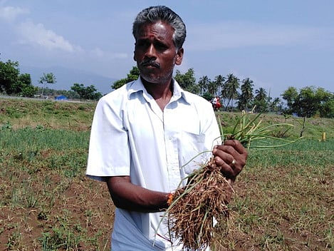 சின்ன வெங்காய பயிரில் வோ் அழுகல் நோய் தாக்குதல்:விவசாயிகள் பாதிப்பு
