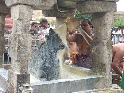 திருவாலங்காடு வடாரண்யேஸ்வரா் கோயிலில் சனிப்பிரதோஷத்தையொட்டி, நந்தி பகவானுக்கு நடைபெற்ற பாலாபிஷேகம்.