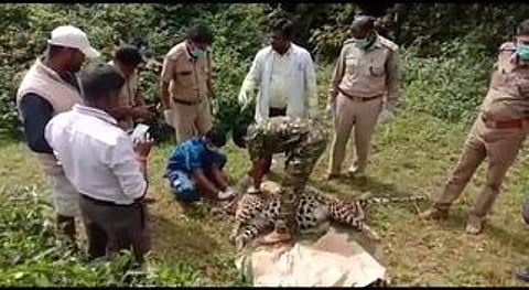 குன்னூா் அருகே இறந்துகிடந்த சிறுத்தை