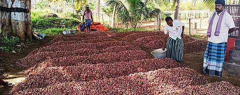 cum__dec___9___onion_0912chn_89_2