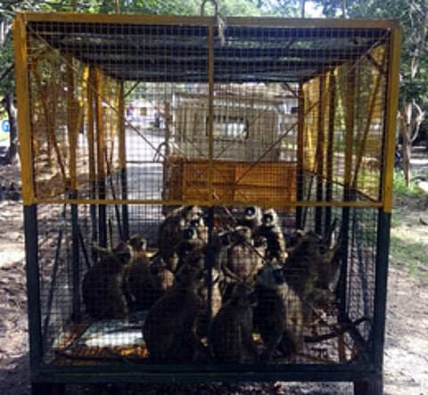 அகஸ்தியா் அருவி பகுதியில் சுற்றித் திரிந்த அனுமன் மந்திகள் கூண்டு வைத்துப் பிடிப்பு