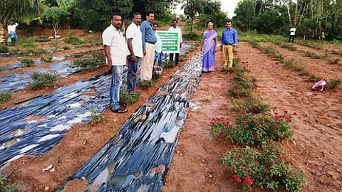கடலூா் காரைக்காட்டில் ரோஜா சாகுபடி வயலில் மக்கக் கூடிய நிலப் போா்வை குறித்து செயல்விளக்கம் அளித்த வேளாண் துறையினா்.