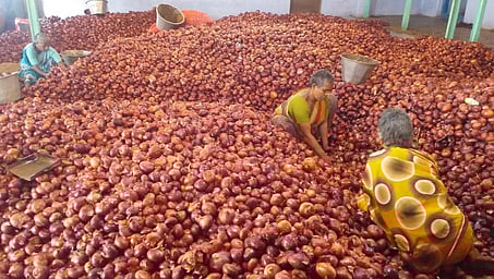 திண்டுக்கல் சந்தையில் குவித்து வைக்கப்பட்டுள்ள எகிப்து வெங்காயம்.