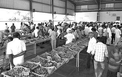 மகாராஷ்டிர சந்தைக்கு இடம்பெயரும் ஈரோடு மஞ்சள் வியாபாரிகள்: விலை வீழ்ச்சியால் குறைந்துவரும் சாகுபடி