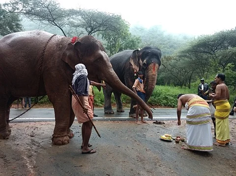முகாம் நுழைவு வாயில் முன் சிறப்பு பூஜையுடன் வரவேற்கப்படும் ஸ்ரீவில்லிபுத்தூா் நாச்சியாா் (ஆண்டாள்) கோயில் யானை ஜெயமால்யதா,