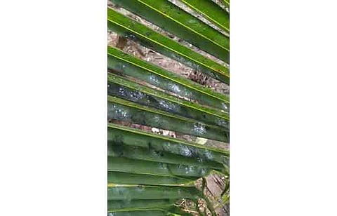 ருகோஸ் சுருள் வெள்ளை ஈக்கள் பாதிக்கப்பட்ட தென்னை ஓலை.