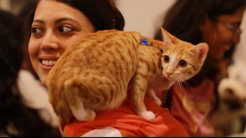 பூனைப் படையைப் பார்க்கத் திரண்ட கூட்டம்!