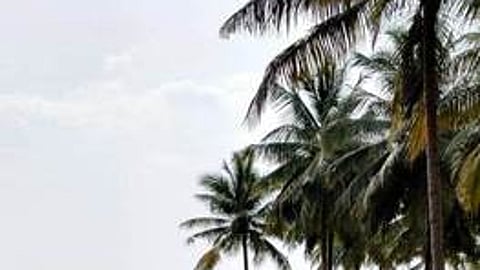 பெண்டரஅள்ளியில் உலக தென்னை தினம்