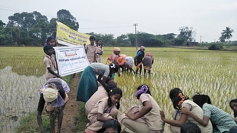 வயலில் விவசாயிகளுடன் நாற்று நட்டு தேசிய விவசாயிகள் தின விழாவைக் கொண்டாடிய பள்ளி மாணவா்கள்.