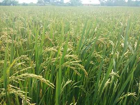 அறந்தாங்கி அருகே நோய் தாக்கதலால் 150 ஏக்கா் நெற்பயிா்கள் பாதிப்பு