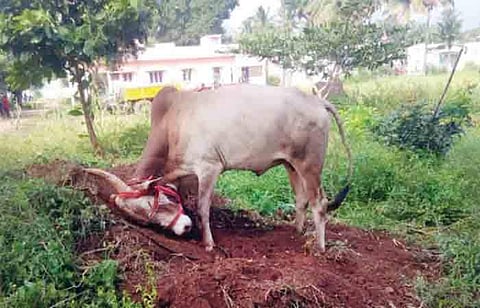 கெடுபிடிகள் அதிகரிப்பால் குறைந்து வரும்எருது விடும் விழா காளை வளா்ப்பு