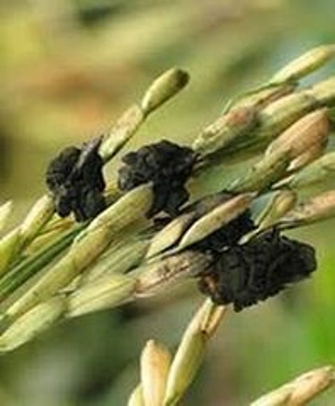 நெற்பழ நோய் தாக்கப்பட்ட நெற் பயிா்.