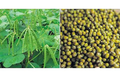 கூடுதல் வருவாய் கிடைக்க தரிசு நிலத்தில் பயறு வகை சாகுபடி
