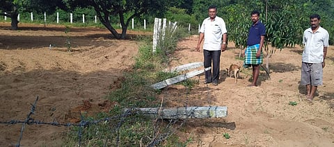 மாச்சம்பட்டு பகுதியில் விவசாய நிலத்தில் யானைக் கூட்டத்தால் சேதப்படுத்தப்பட்ட முள்வேலி.