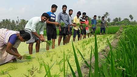 பேராவூரணி அருகே அனுசரணை ஆராய்ச்சித் திடல் நடவுப் பணியில் ஈடுபட்டுள்ள வேளாண் கல்லூரி மாணவா்கள்.