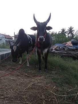 ஜல்லிக்கட்டுப் போட்டியில் பங்கேற்கக் காத்திருக்கும் போடிநாயக்கன்பட்டி காளைகள்.
