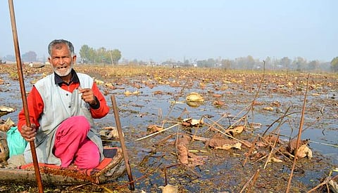 தால் ஏரியில் தாமரைத் தண்டு அறுவடை செய்யும் விவசாயி