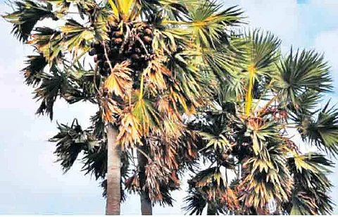 பயன் தரும் பனை மரம்