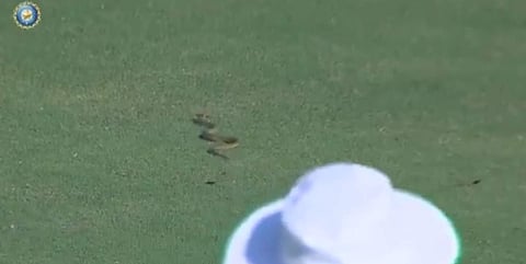 மைதானத்துக்குள் நுழைந்து கிரிக்கெட் ஆட்டத்தை நிறுத்திய பாம்பு! (விடியோ)