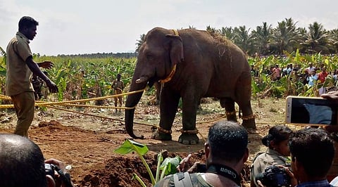 சின்னத் தம்பி யானைக்கு உடல்நலக் குறைவா?