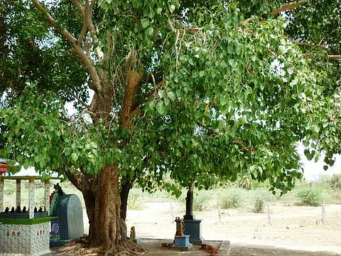 எவ்வளவு மருத்துவம் செய்தும் குழந்தை பாக்கியமில்லையா? சோமவார அமாவாசையில் அரசமரம் சுற்றுங்க!