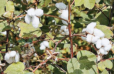 நெல் அறுவடைக்குப் பின் பலன்தரும் பருத்தி சாகுபடி