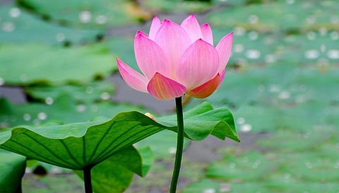 தாமரை இந்தியாவின் தேசிய மலர் இல்லையா?: மத்திய அமைச்சர் விளக்கம்