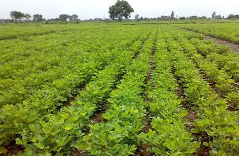 வறட்சியிலிருந்து பயிர்களை காக்க...!