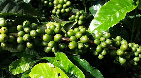 நேரடி சந்தை வாய்ப்பு இல்லை: கொல்லிமலையில் குறையும் காபி விவசாயம்