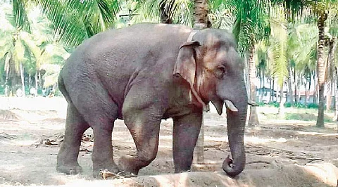 சின்னத்தம்பியை கும்கியாக மாற்றும் எண்ணம் இல்லை: நீதிமன்றத்தில் தமிழக அரசு விளக்கம்