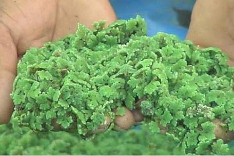 அசோலா கால்நடை தீவனம்: உற்பத்தியும், பயன்களும்