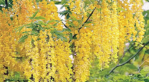 மரங்களின் வரங்கள்!: கொன்றை மரம்!