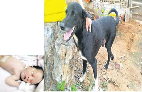 தாய்லாந்து: உயிருடன் புதைக்கப்பட்ட குழந்தையை காப்பாற்றிய நாய்!