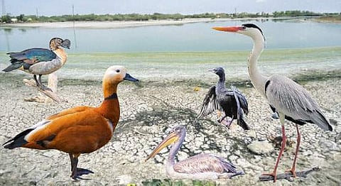 பறவை என்ற தலைப்பில் வாசகர்கள் எழுதிய கவிதை பகுதி 3