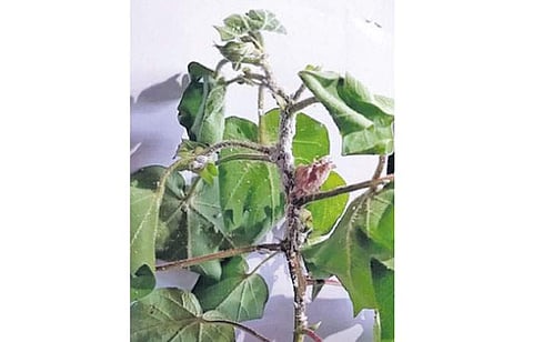 பருத்தி செடியில் காணப்படும் மாவுப் பூச்சி தாக்குதல்.